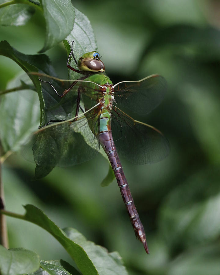 Green Darner Dragonfly #1 Photograph by Doris Potter