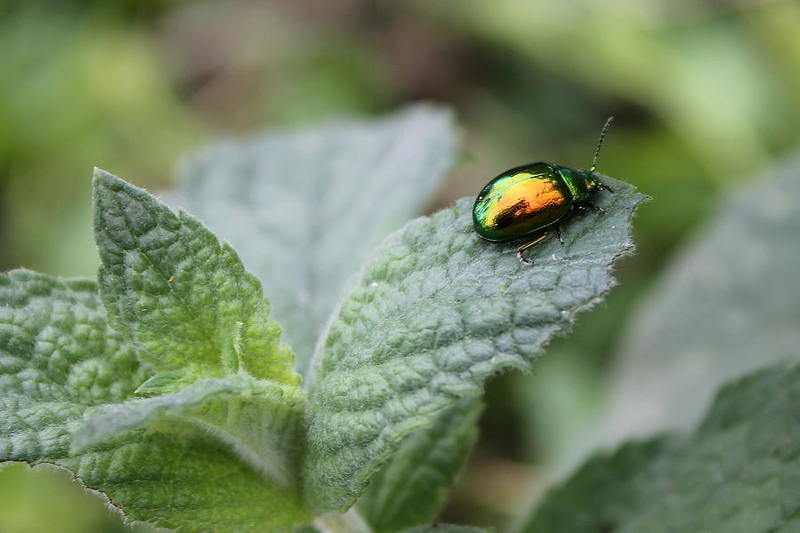 Green Dock Beetle #1 Photograph by Jindra Noewi