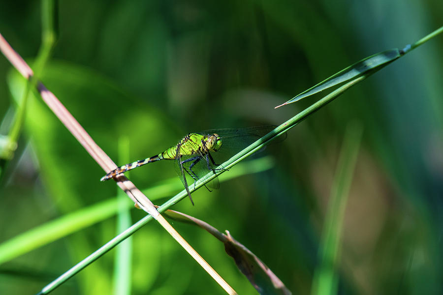 Green Dragonfly #1 Photograph by Rose Guinther