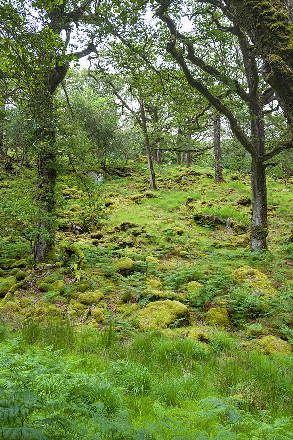 Green ferns on forested hillside in the Killarney National Park #1 Photograph by David L Moore