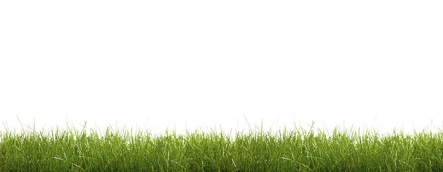 Green grass against a white background #1 Photograph by Wladimir Bulgar