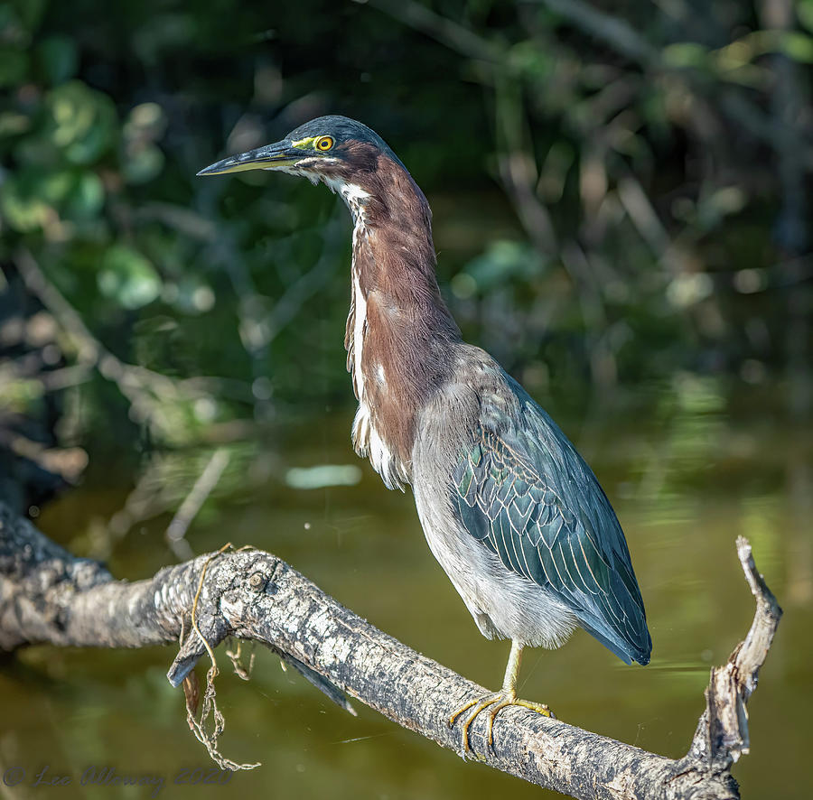 Green Heron #1 Photograph by Lee Alloway