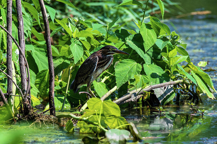 Green Heron #1 Photograph by Rose Guinther