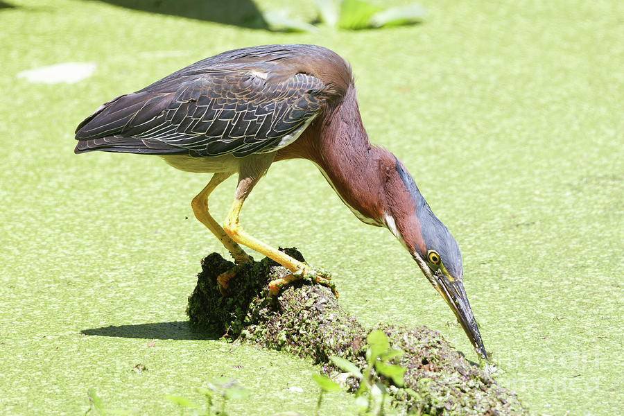 Green Heron Strike  #1 Photograph by Natural Focal Point Photography
