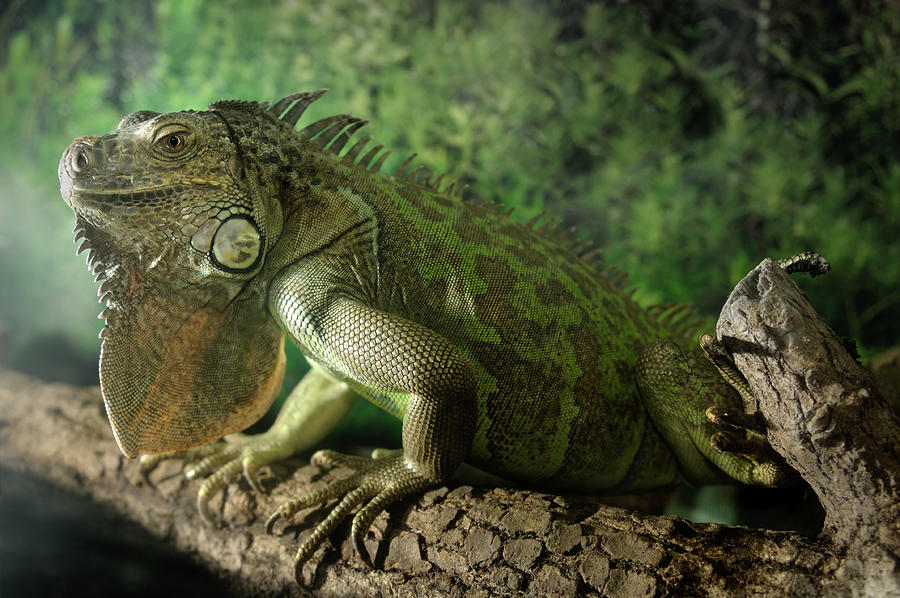 Green Iguana #1 Photograph by Tunart