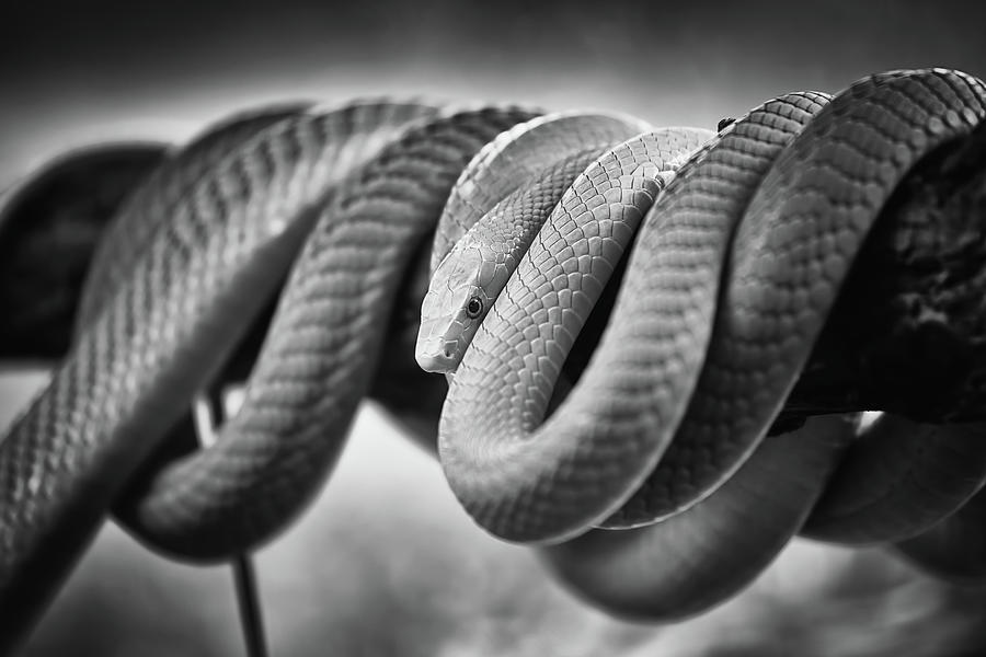 Green Mamba Coiled Up on a Branch #1 Photograph by Artur Bogacki