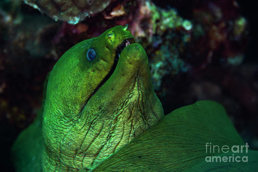 Green Moray Eel #1 Photograph by JT Lewis