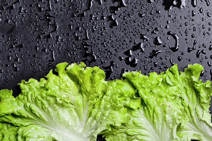 Green organic lettuce salad leaves frame on wet black background