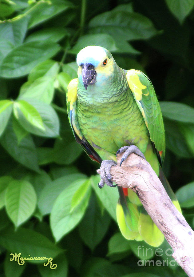 Green Parrot Portrait #1 Photograph by Mariarosa Rockefeller