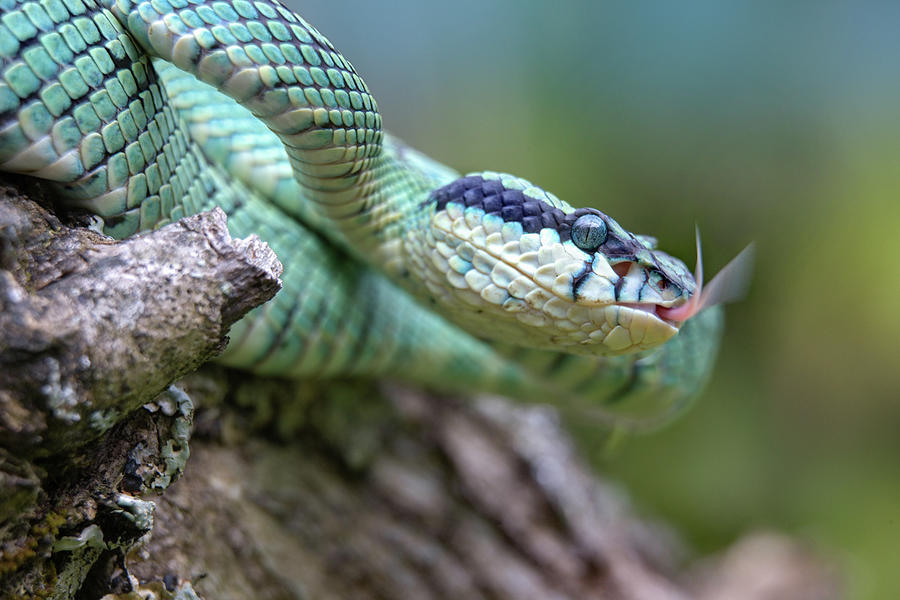 Green pit viper snake Photograph by Tim Fitzharris - Fine Art America