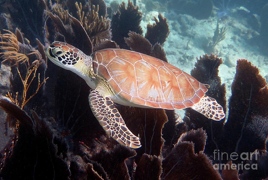 Green Sea Turtle 30 #1 Photograph by Daryl Duda