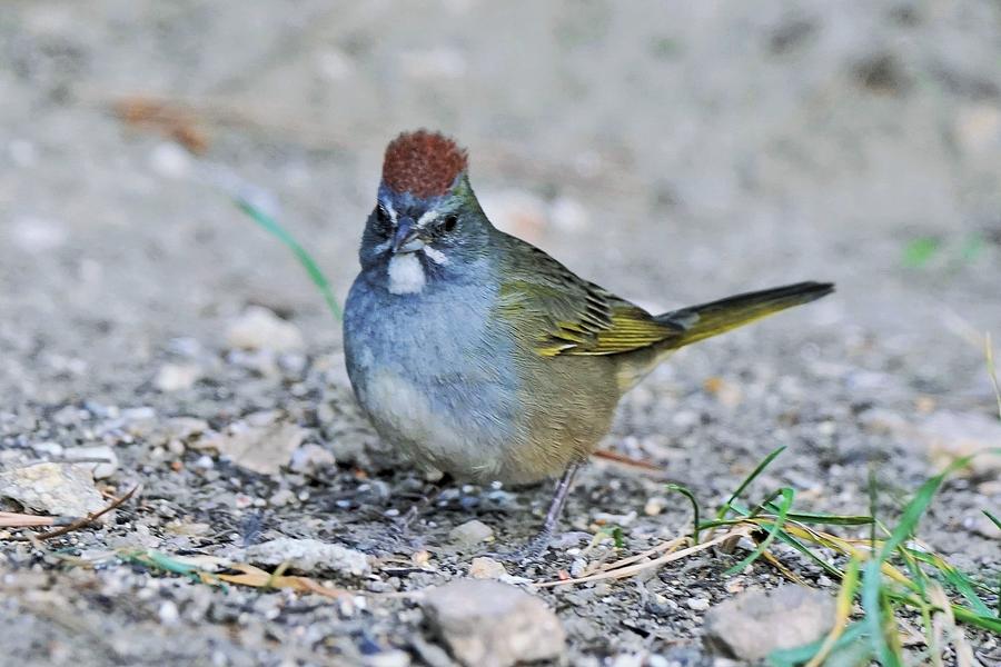 Green-tailed Towhee #1 Photograph by Dennis Boyd