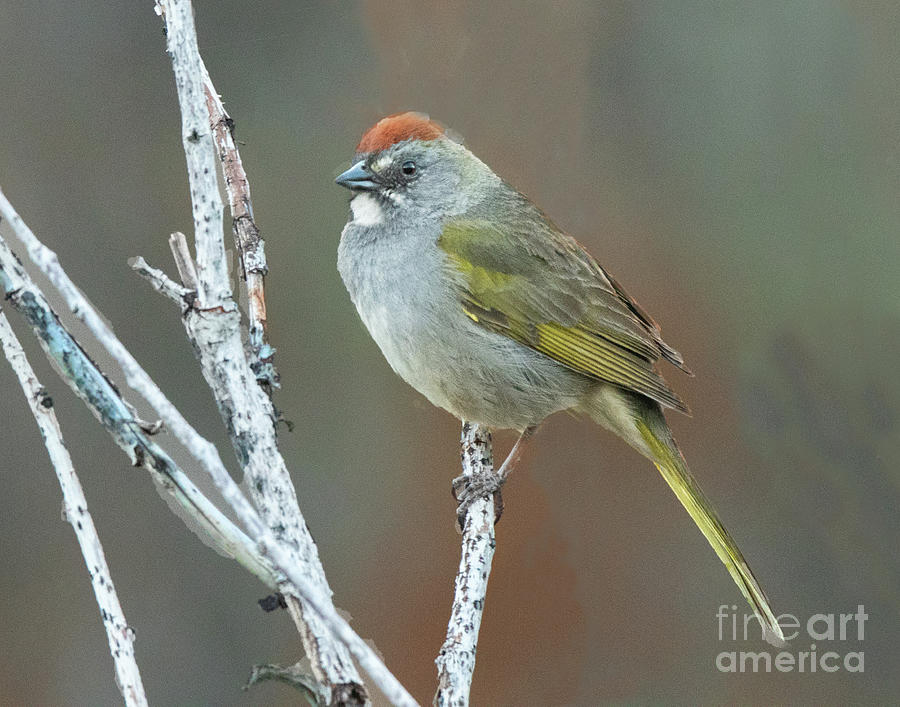 Green-tailed Towhee #1 Photograph by Dennis Hammer