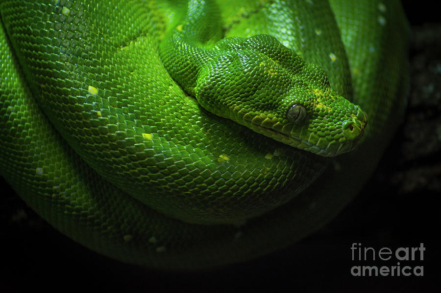 Green Tree Python, Chondropython Viridis Photograph