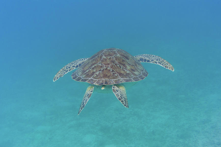 Green Turtle Swims Away #1 Photograph by Kelly VanDellen