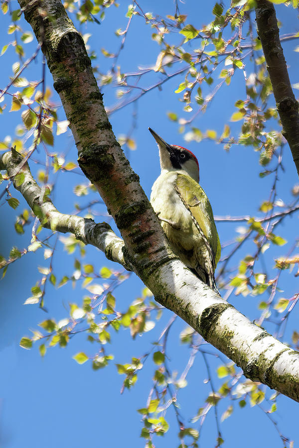 Green Woodpecker  #1 Photograph by Steev Stamford
