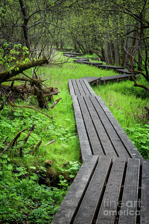 Grejsdalen Footpath In The Wilderness, Denmark Photograph