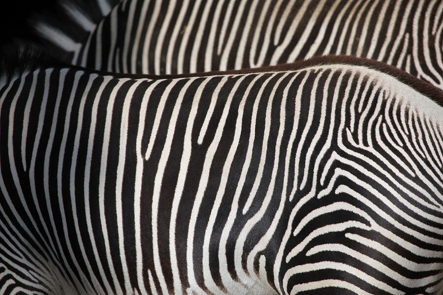 Grevys zebra (Equus grevyi), also known as the imperial zebra. #1 Photograph by Wrangel