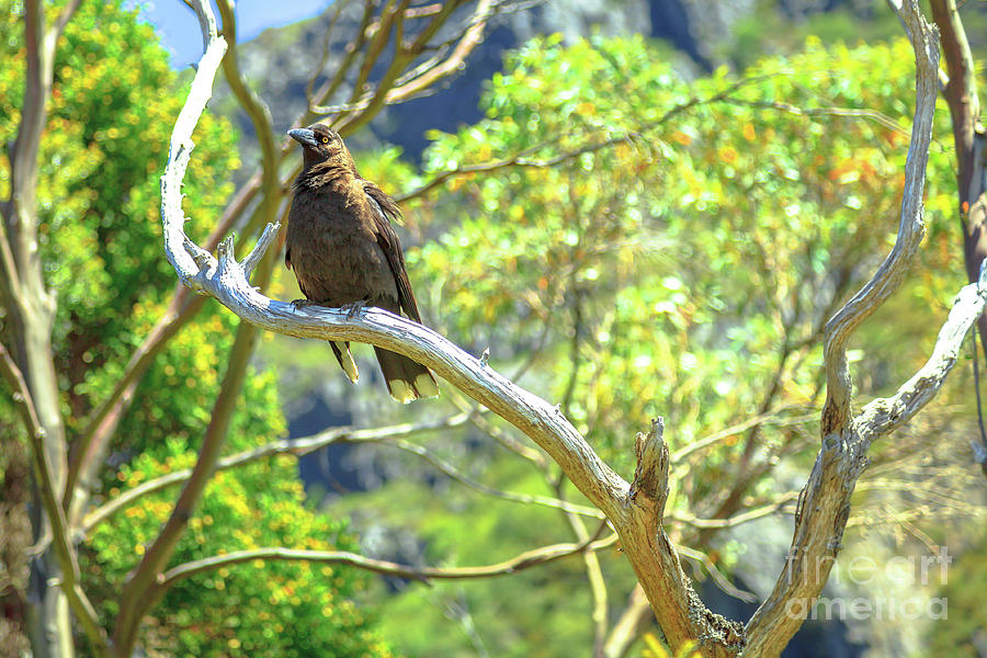 Grey Currawong Tasmania #1 Photograph by Benny Marty