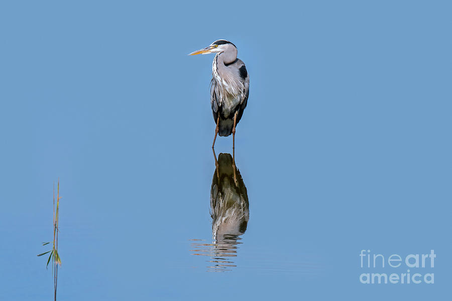 Grey Heron #1 Photograph by Arterra Picture Library