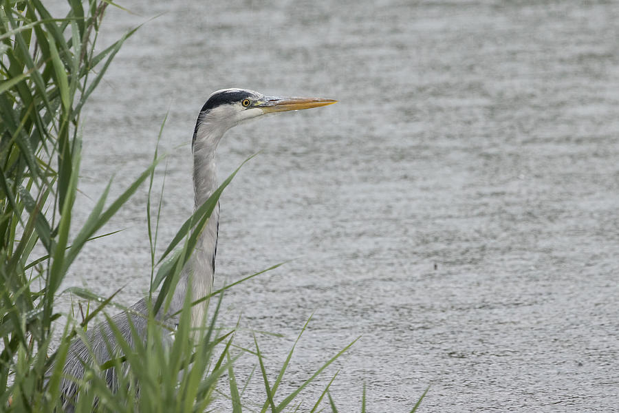 Grey Heron #1 Photograph by Wendy Cooper