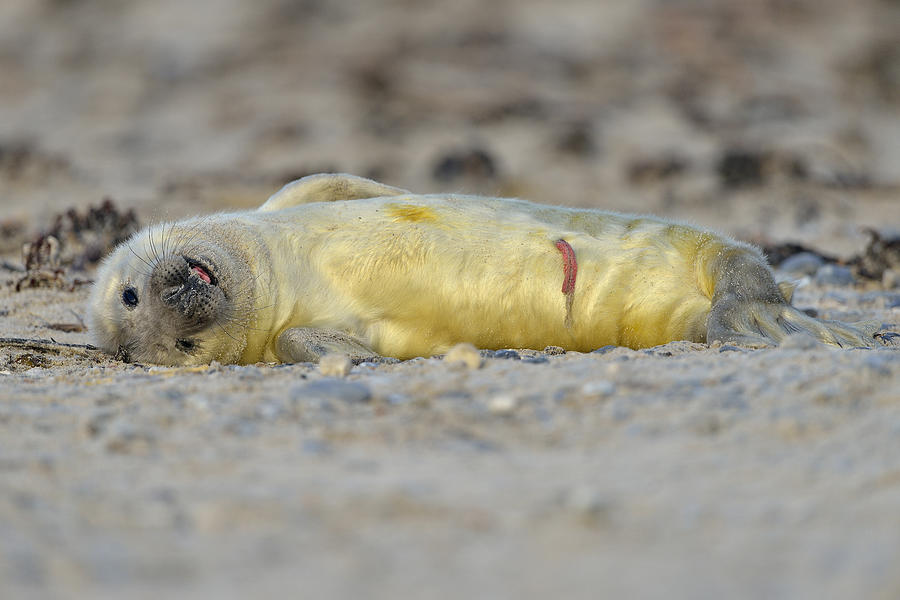 Grey Seal, Halichoerus grypus #1 Photograph by Raimund Linke