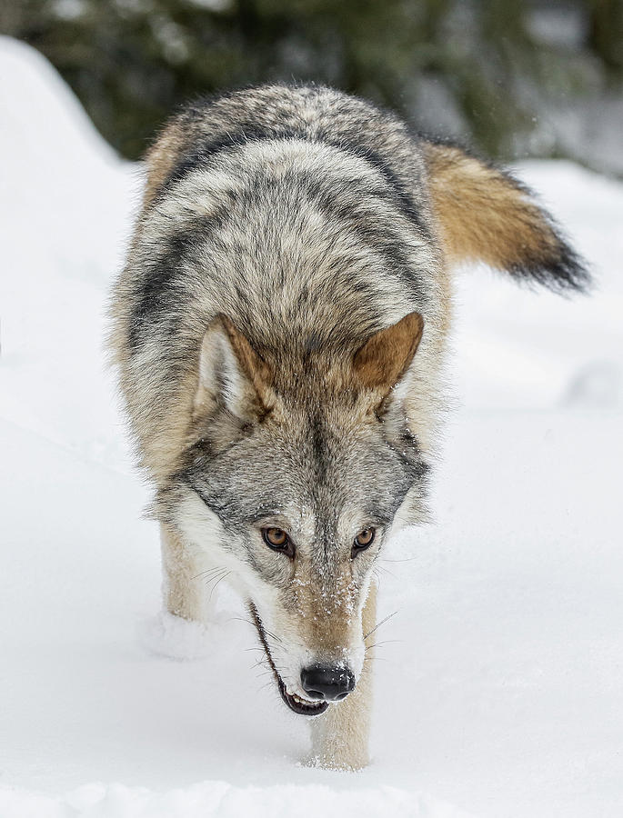 Grey Wolf IIi Photograph