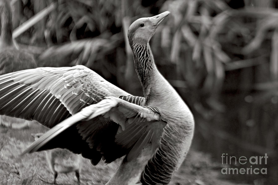 Greylag Goose Poetry #1 Photograph by Silva Wischeropp