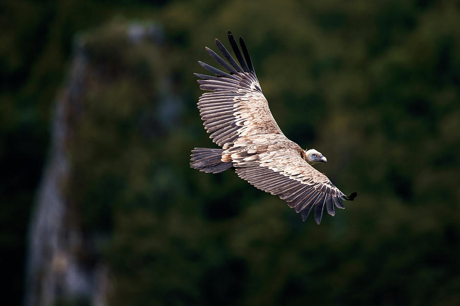 Griffon vulture flying in wilderness. Photograph by Kristian Sekulic ...