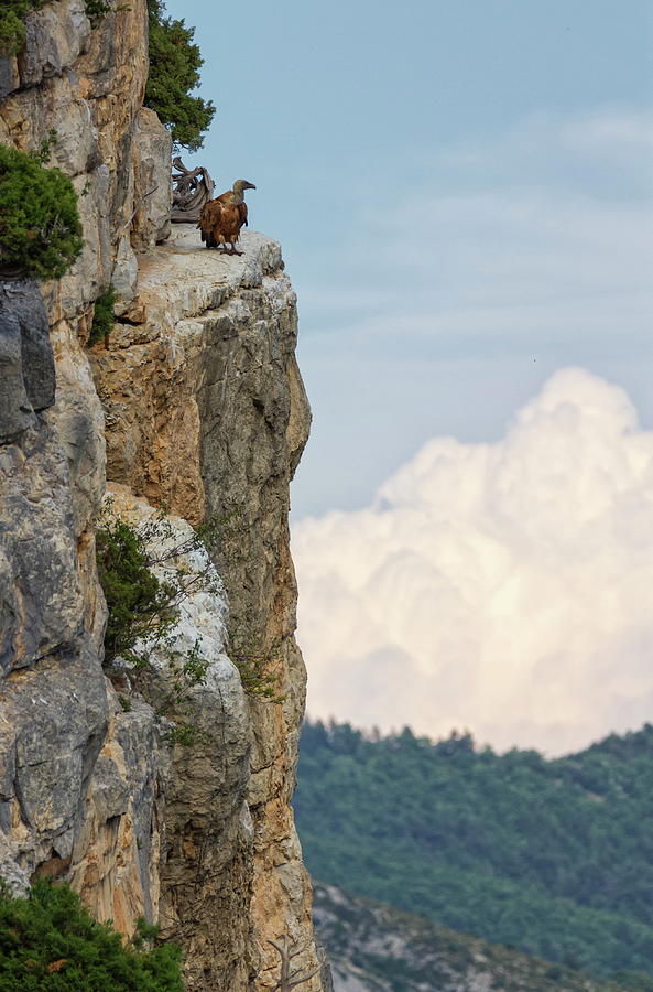 Griffon vulture standing on the cliff, Drome provencale, France #1 Photograph by Elenarts - Elena Duvernay photo