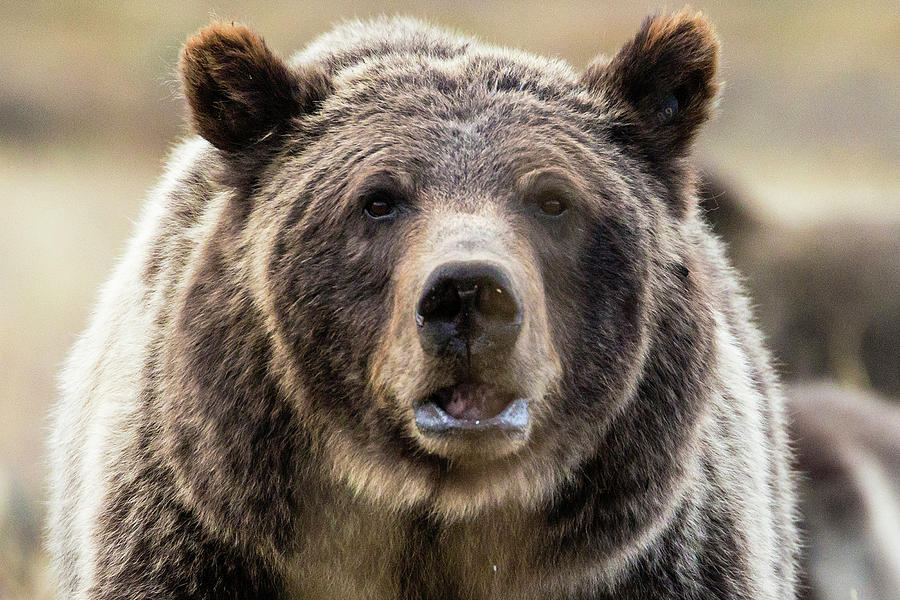 Grizzly Bear 399 Portrait Photograph by Patrick Barron