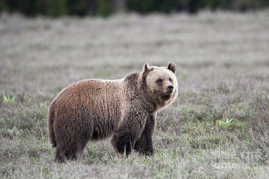 Grizzly Bear #1 Photograph by Bret Barton