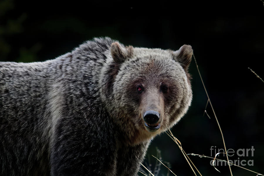 Grizzly bear #1 Photograph by Thomas Nay