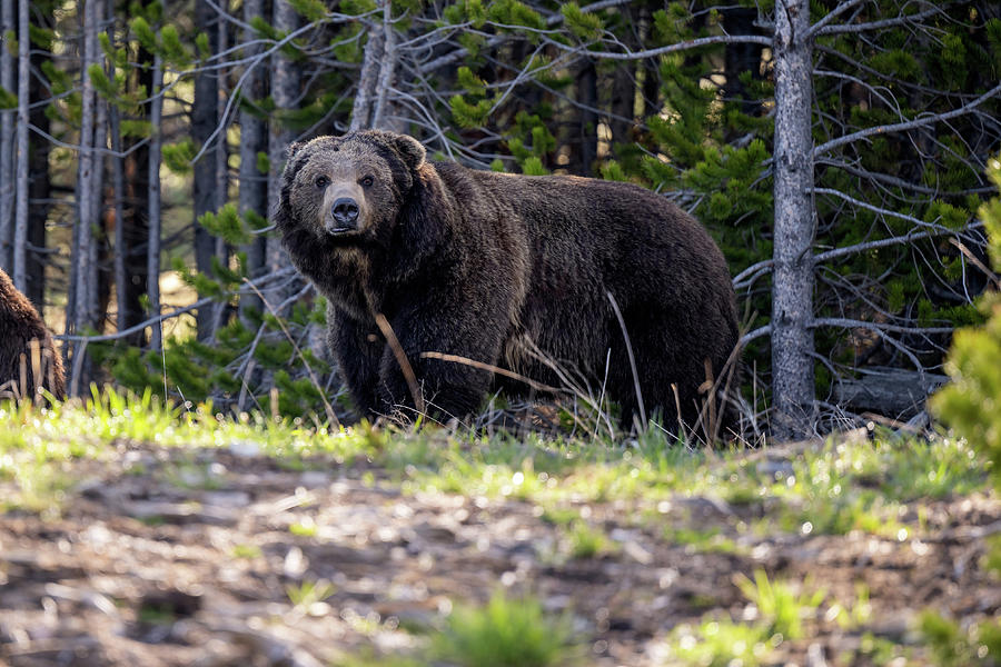 Grizzly Bear, Yellowstone National Park , WY, USA #1 Photograph by ...