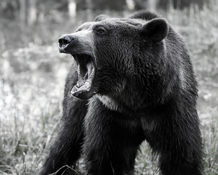 Grizzly Growl Photograph