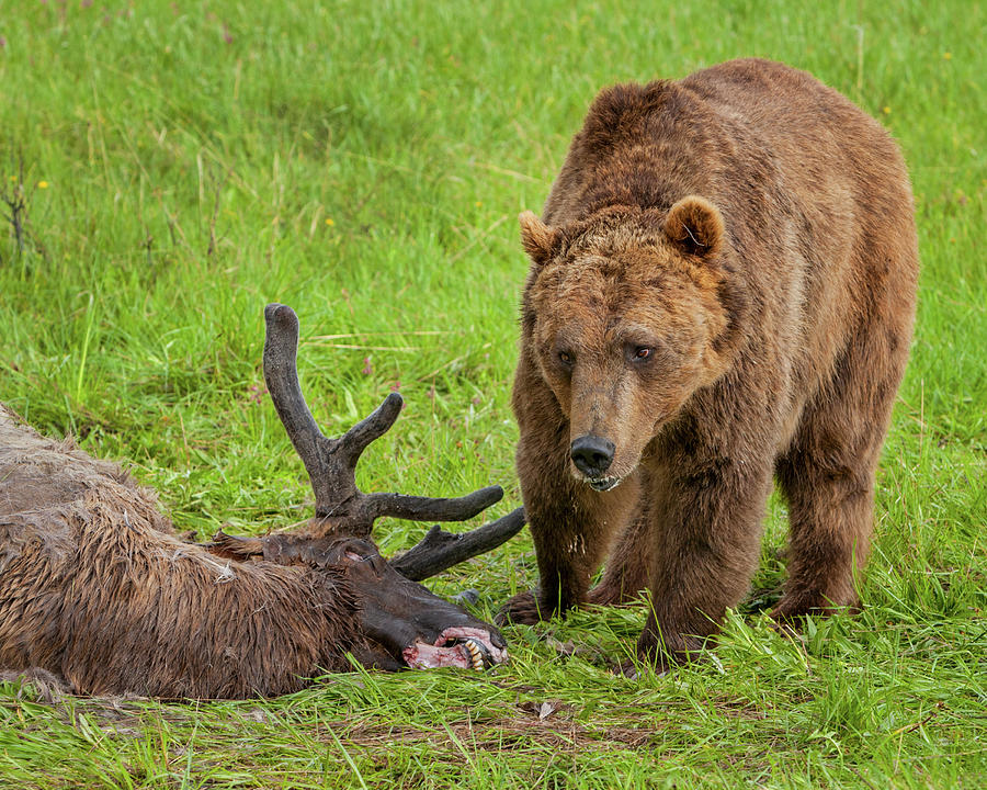 Grizzly Inspecting Elk Photograph