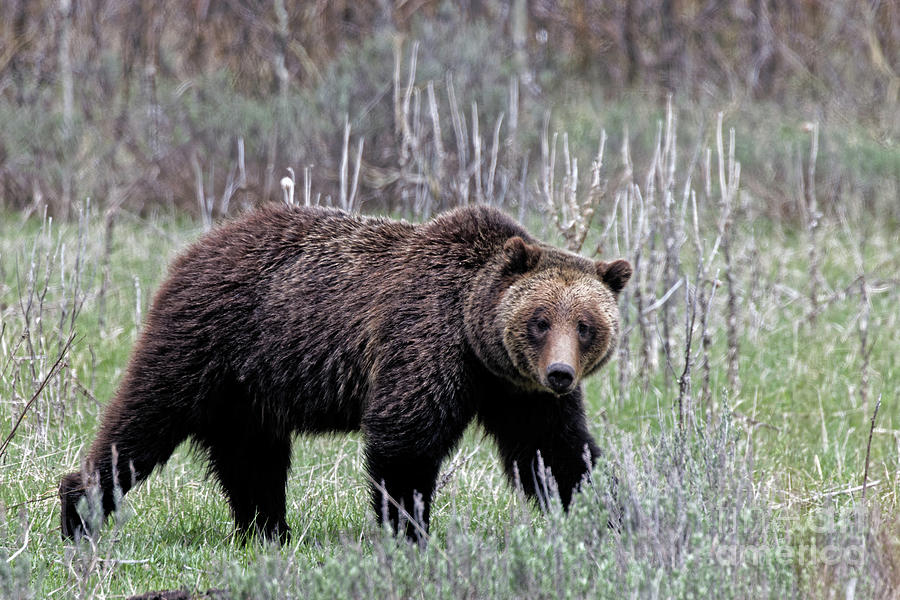 Grizzly Mama  #1 Photograph by Natural Focal Point Photography