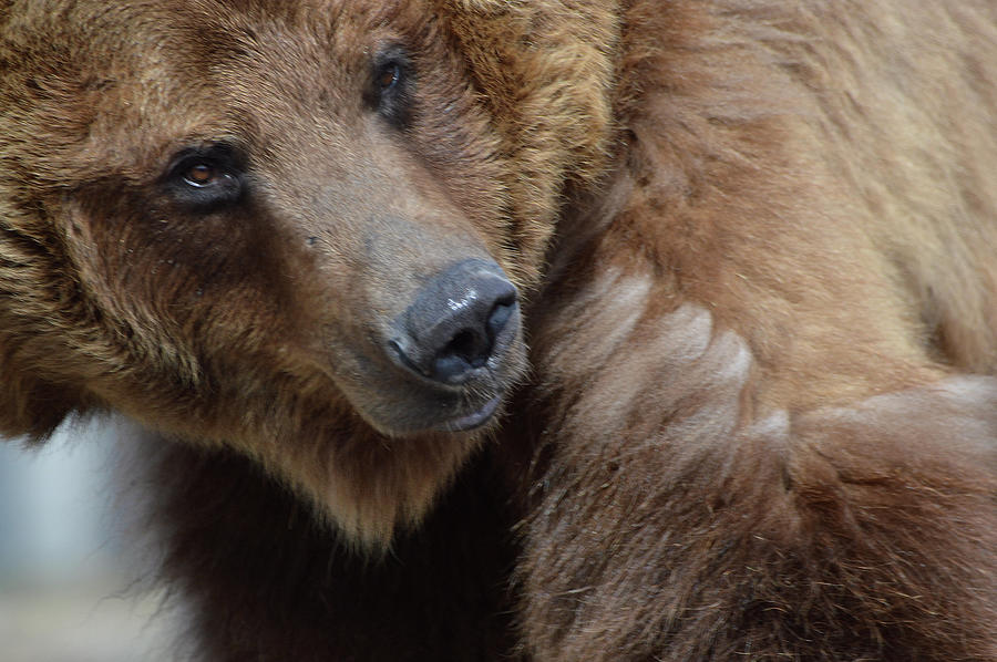 Grizzly... Photograph by Michael Hoagland - Fine Art America