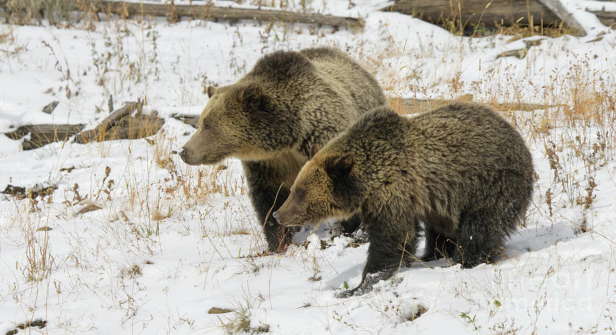 Grizzly Sow and Cub #1 Photograph by Patrick Nowotny