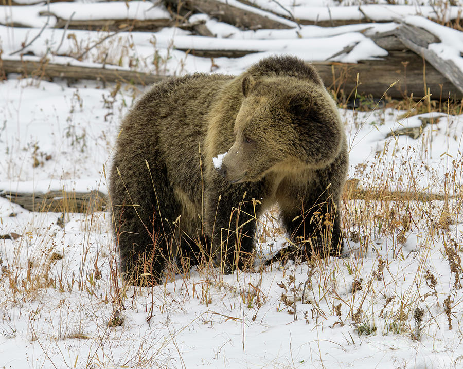 Grizzly Sow #1 Photograph by Patrick Nowotny