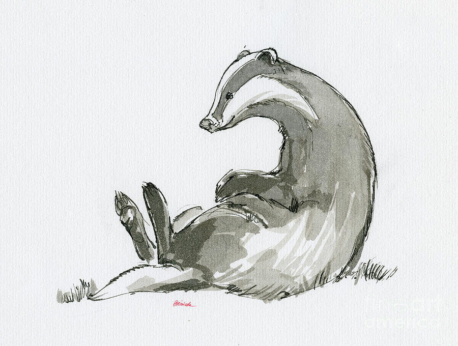 Grooming badger #1 Drawing by Ang El