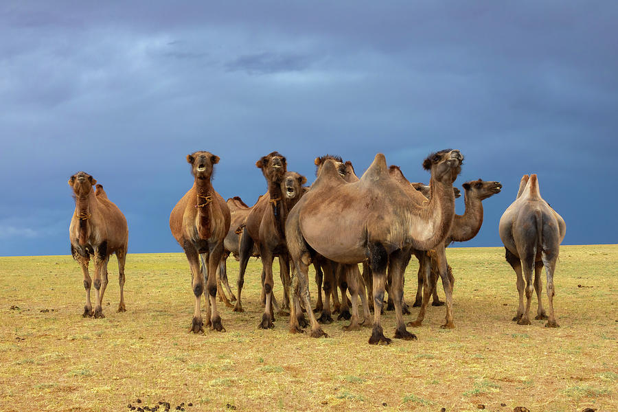 Group camels in steppe and storm sky #1 Photograph by Mikhail Kokhanchikov