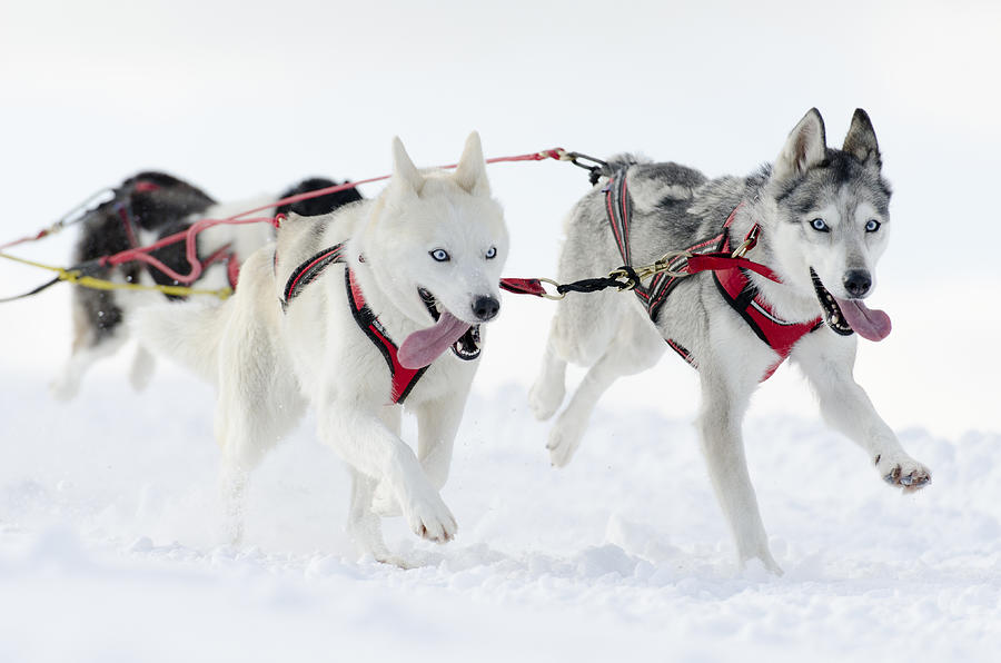 Group of husky sled dogs running in snow #1 Photograph by RelaxFoto.de