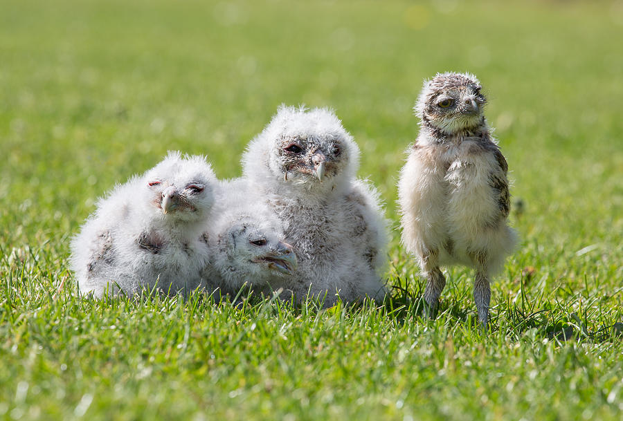 Group of Owlets - Three Baby Tawny Owls and One Baby Burrowing Owl, all captive bred #1 Photograph by Images from BarbAnna