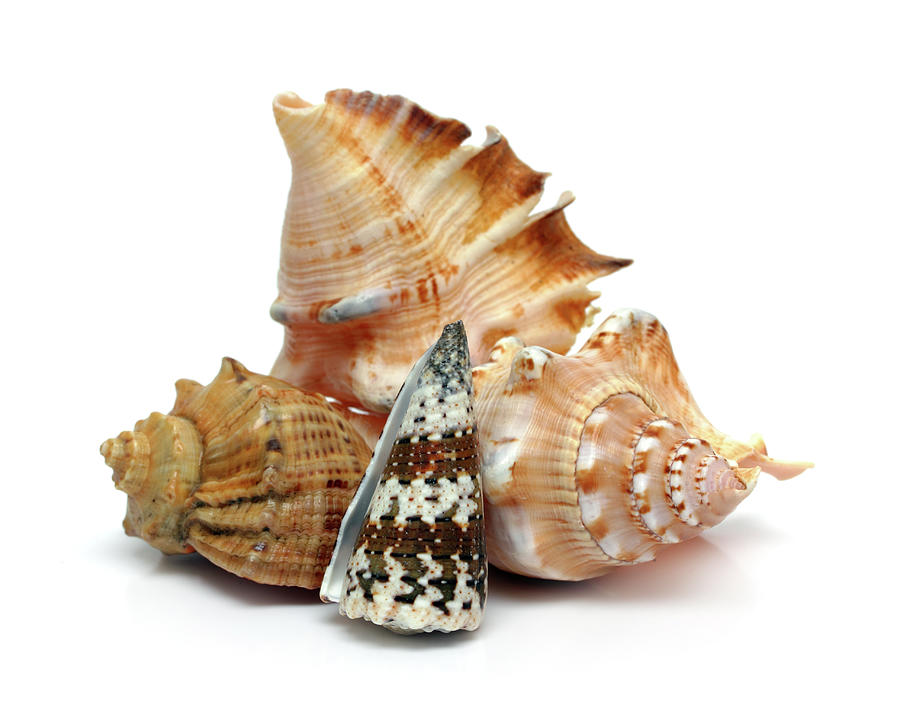 Group Of Seashells #1 Photograph by Mikhail Kokhanchikov