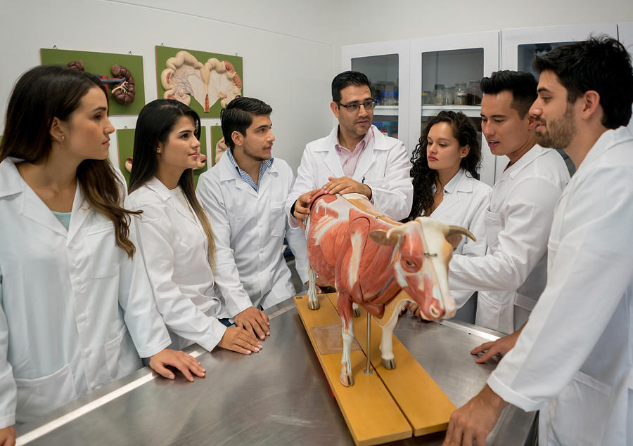 Group of veterinary students in an anatomy class #1 Photograph by Andresr
