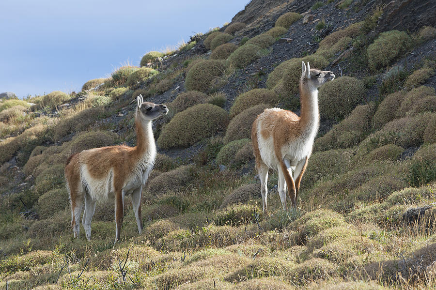 Guanaco #1 Photograph by Gabrielle Therin-Weise