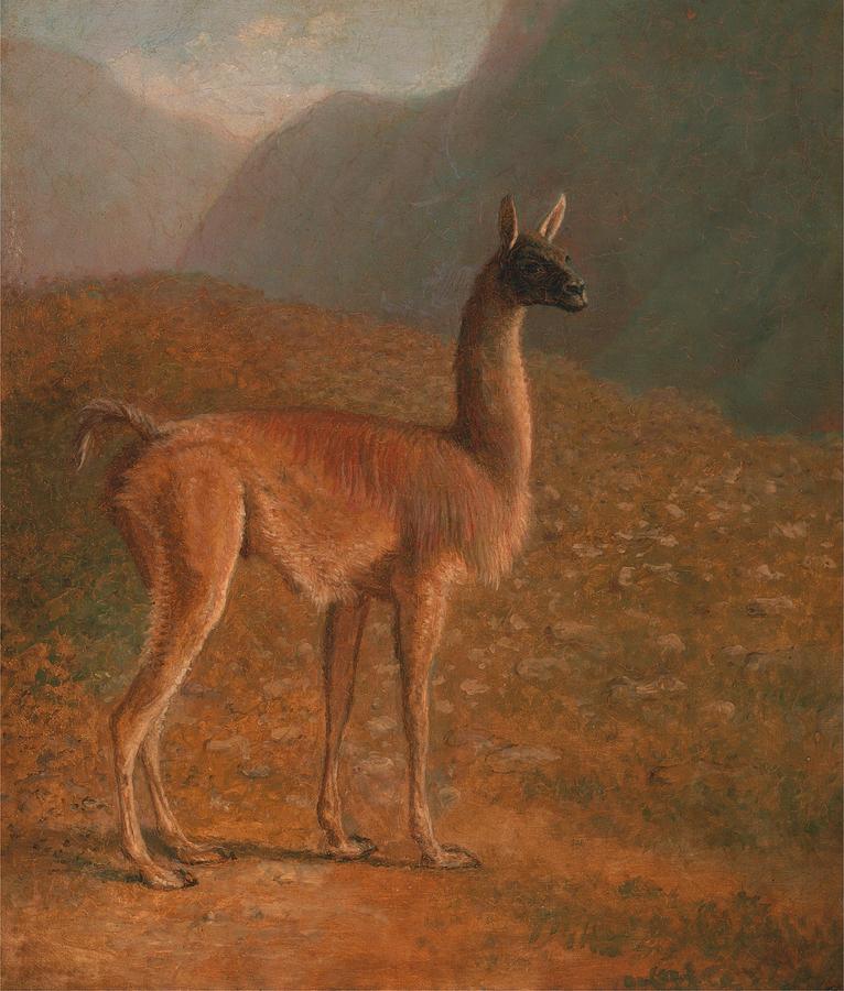 Guanaco #1 Painting by Jacques-Laurent Agasse