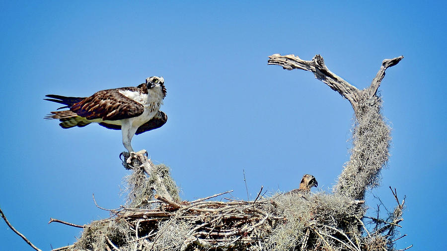 Guardian Of The Nest #1 Photograph by Carol Bradley