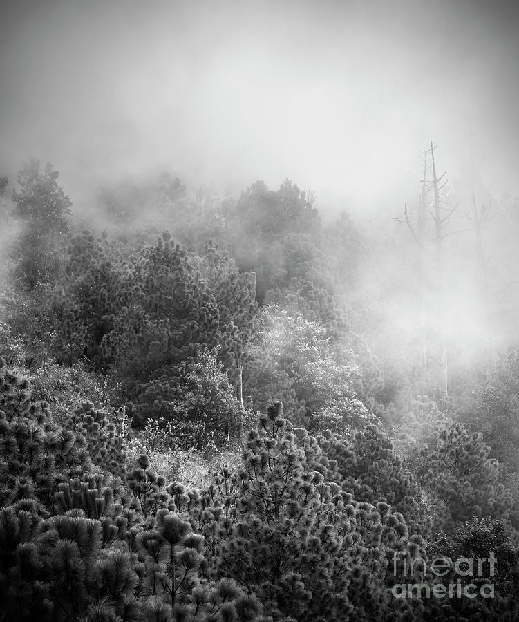 Guatemala Forest Landscape On Acatenango Volcano Black and White #1 Photograph by THP Creative